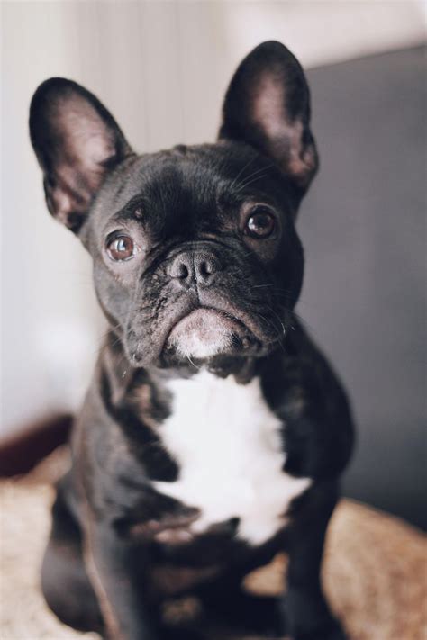  Frenchies are highly adaptable dogs