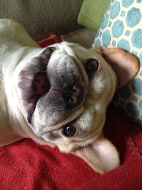  Frenchies are known couch potato dogs that are happy to lay back, relax, and cuddle with you