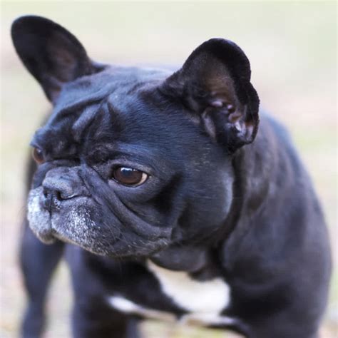  Frenchies are known for having pointy, upright ears that make their face look even rounder than it already is