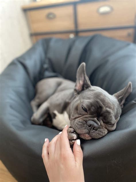  Frenchies are loving companions who thrive on human contact