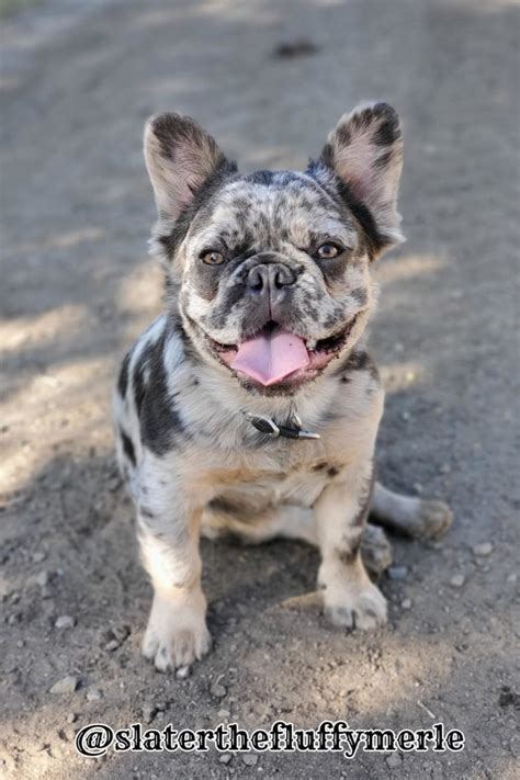  Frenchies are non-hypoallergenic and have short