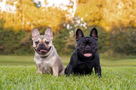  Frenchies are one of the most popular dog breeds on the planet