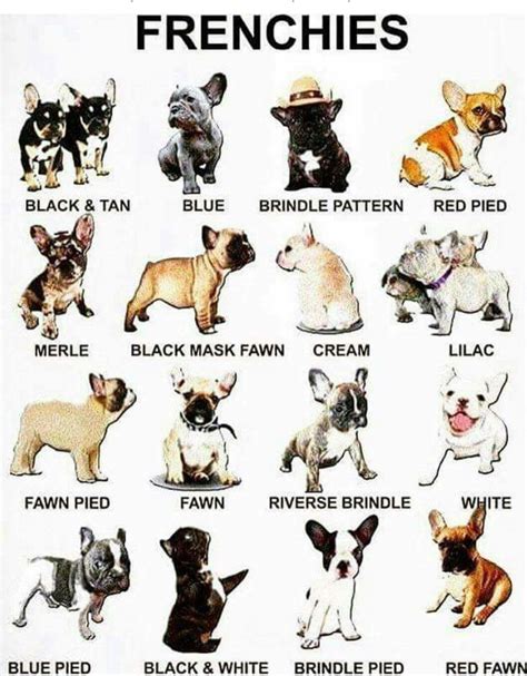  Frenchies are popular Did you know that Frenchies are the 2 most popular dog breed according to the American Kennel Club?! They are loved for their affectionate nature, playful personality, and adaptability to city living