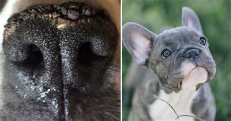  Frenchies are prone to developing nasal hyperkeratosis aka dry nose , so you