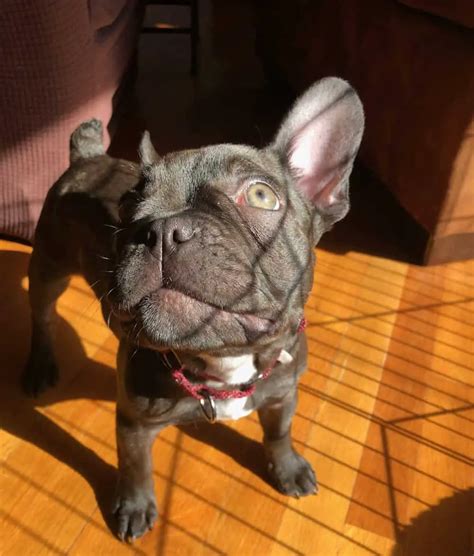  Frenchies are prone to dry skin, so you