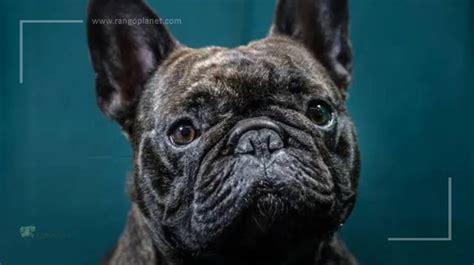  Frenchies are prone to obesity, watch their weight, give them lots of exercise