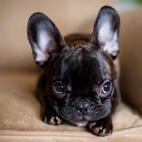  Frenchies are very food-motivated so treats will usually do the trick! They are also highly intelligent and need a fair amount of mental stimulation The right diet Keeping your black brindle Frenchie on a healthy and balanced diet is absolutely essential