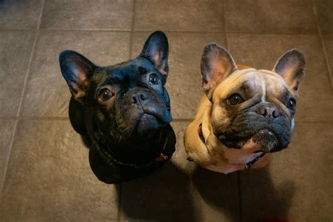  Frenchies can act as role models: Having two Frenchies means that they can serve as role models to each other