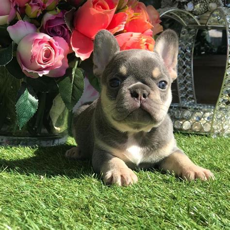  Frenchies for sale near me There is no such thing as a bargain basement Frenchie