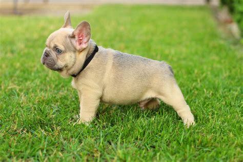  Frenchies have been increasing in popularity over the past few years and according to the American Kennel Club AKC they are ranked as …