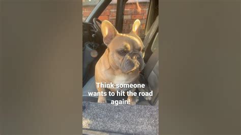  Frenchies have no road-awareness, imagine your Frenchie runs into the road and refuses to obey you to stop — horrifying right? An adequately trained Frenchie will listen to commands anytime anywhere