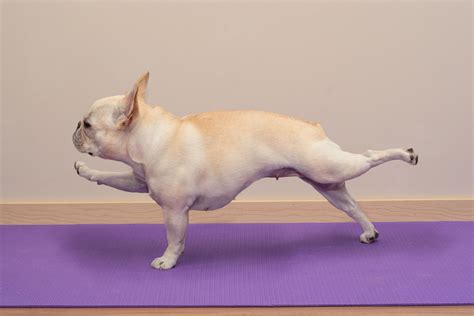  Frenchies like to stretch and change positions, so this is important