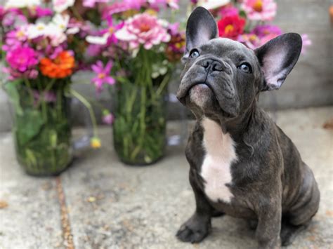  Frenchies may go more or less often due to: How often they are eating What they are eating and if that food can be thoroughly digested If they are getting enough water If they are getting enough or too much fiber If they have started a new medication If there has been a major change in the dog
