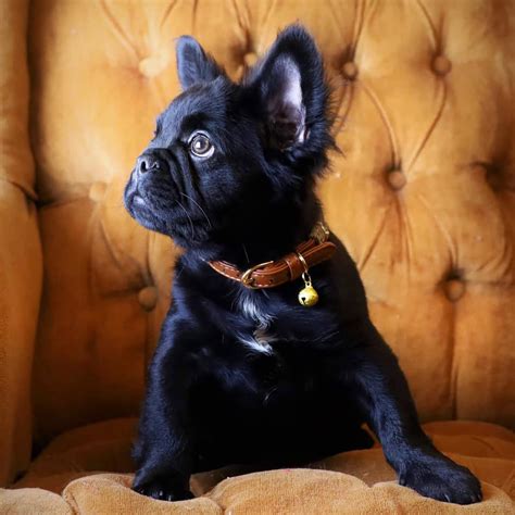  Frenchies often have short, sleek coats that are easy to maintain and require little upkeep