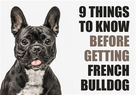  Frenchies prefer to be with you as much as possible