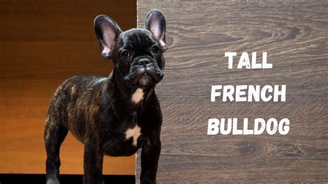  Frenchies stop getting taller between 9 and …