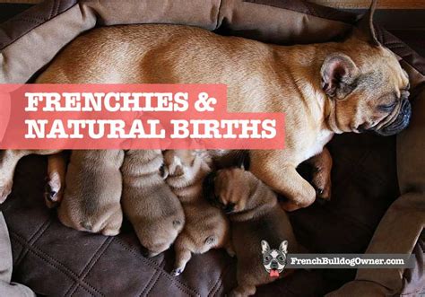  Frenchies technically are born at the veterinarians since they have c-sections
