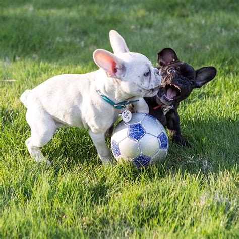  Frenchies will often be energetic when they play and will try to match their activity to yours