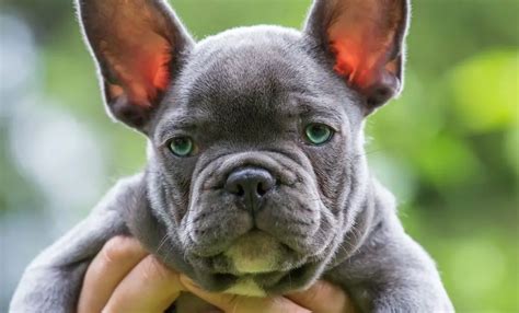  Frenchies with blue or grey coats will always be more uncommon than those with other hues since reputable breeders prioritize creating healthy Frenchies over specific colors