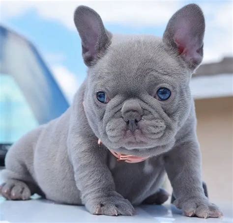  Frenchiestore Team March 03, Hi Georges, It sounds like one of the parents for your future Frenchie puppy is blue which is a rare color in French Bulldogs