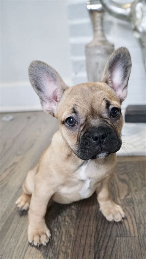  Frenchton Puppies, Super Cute! Ready To Go Home! He is akc registered with no limits