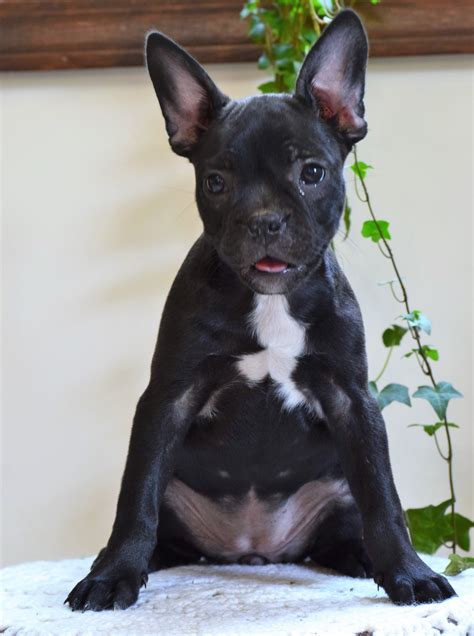 Frenchton Puppies for Sale