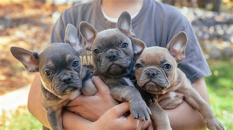  Frenchton Pups is a partnership of families based in the Greenville, SC area