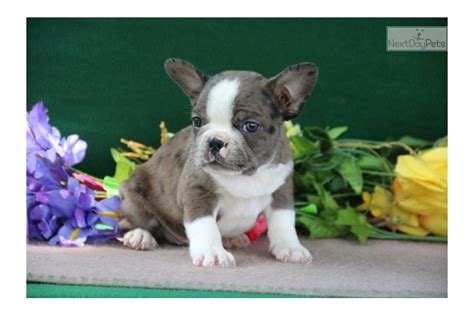  Frenchton Pups specializes in outstanding healthy Frenchton puppies for sale