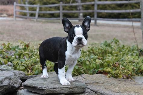  Frenchton bulldogs are an adorable crossbreed between French bulldogs and Boston terriers