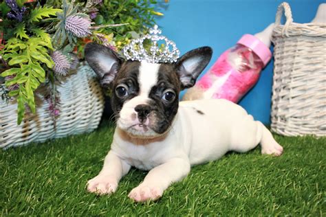  Frenchton puppies for sale! Call us today to special order the English Bulldog puppy of your dreams! You can find cheap French Bulldog puppies for sale in …