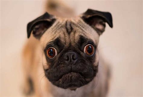  Frequently Asked Questions Do Pugs eyes fall out? Yes, pugs have a shallow eye socket