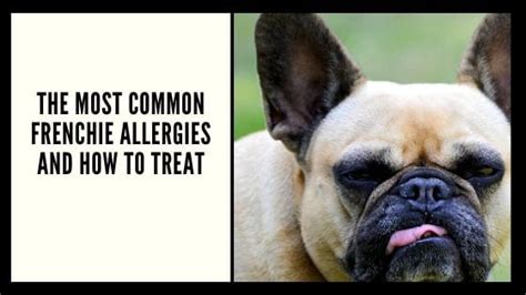  Frequently Asked Questions What are Frenchies allergic to? French can suffer from environmental allergies such as dust mites, pollens, molds, and grass as well as food allergies such as corn, soy, beef, and dairy products