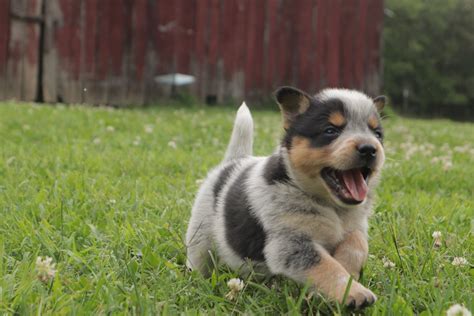  Fresno Pug puppies Texas Heeler puppies