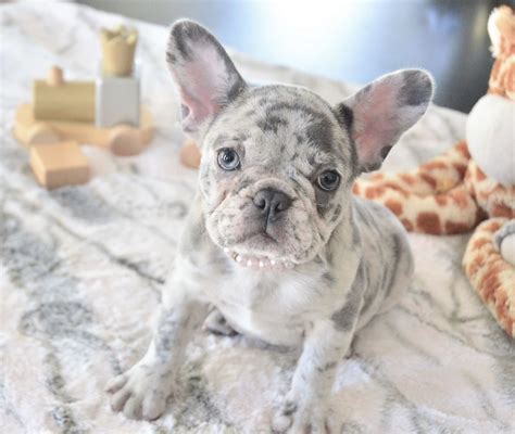  From a reputable Frenchie Breeder , expect to pay anywhere from , Lilac Merle Frenchie Puppies are as gorgeous as they are rare, so expect to be stunned when you first see your new pup in person! Lilac Merle Frenchie puppies for sale From time to time we will offer some beautiful lilac merle french bulldog puppies for sale here at Designer Frenchies