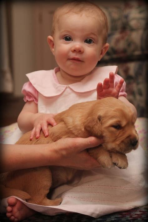  From a very young age we train our puppies in a few things that aid them in being successful adults as family members, companions, service dogs, agility dogs