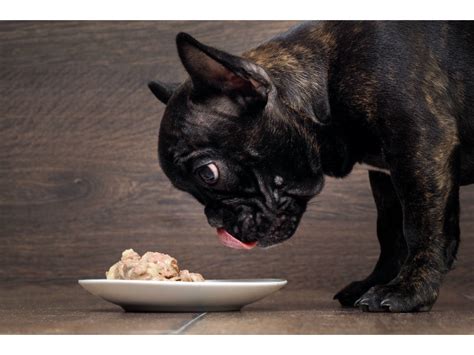  From around 6 months to 1 year of age, you can start feeding your French Bulldog a very high quality adult doggy food