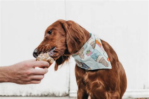  From homemade biscuits to pup-friendly pastries, Betty