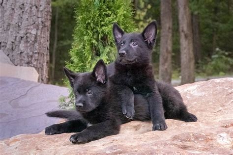  From meticulously bred service dogs to family pets, North Mountain Kennels has the perfect German Shepherd puppy for you
