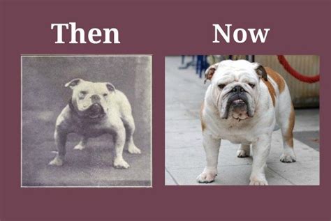  From that point on, I began to show and breed my bulldogs over the span of 12 years