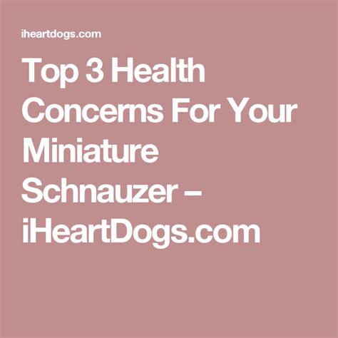  From the Miniature Schnauzer, potential health concerns to be aware of in a Miniature Schnauzer Mix include urinary stones, pancreatitis, cataracts, liver shunts, and hyperlipidemia