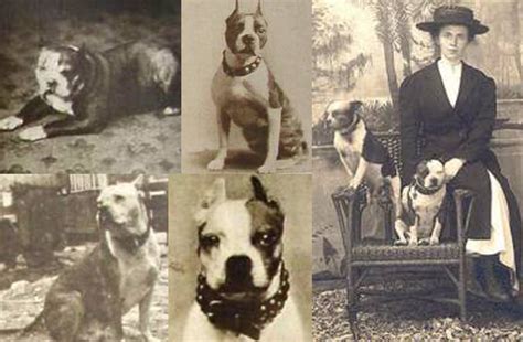  From these breeding attempts, a dog named Judge was born who is widely believed to be the very first of the Boston Terriers