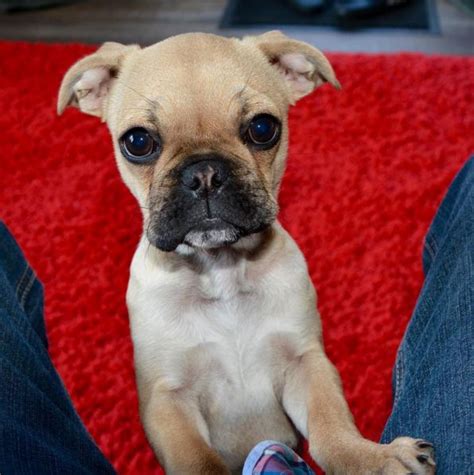  Frug: The name may sound funny but the Frug is an actual crossbreed