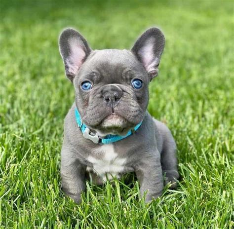  Full grown Miniature French Bulldog has a weight of 12 to 22 pounds and the height of Mini French Bulldog adults is 11 to 13 inches