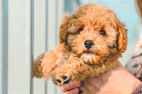  Full-grown Cavapoo puppies can reach between 8 and 20 pounds