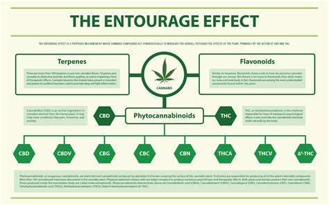  Full-spectrum products are often preferred for their potential to produce an "entourage effect," enhancing the overall benefits
