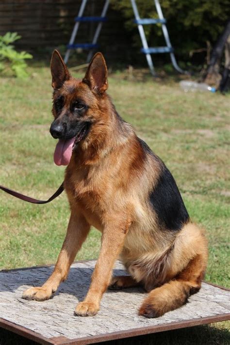  Fully grown male German Shepherds typically stand about 24 to 26 inches tall and weigh between 66 and 88 pounds
