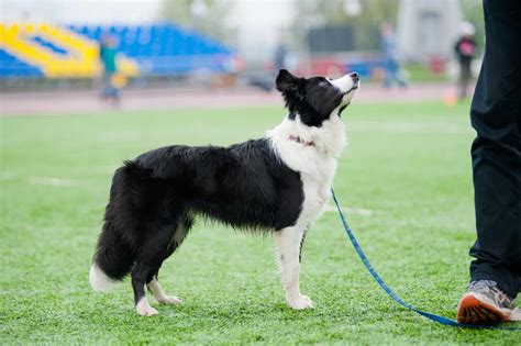  Fully-grown Border Collies usually stand inches tall and weigh pounds