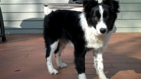  Fully-grown Collies tend to stand inches tall and weigh pounds