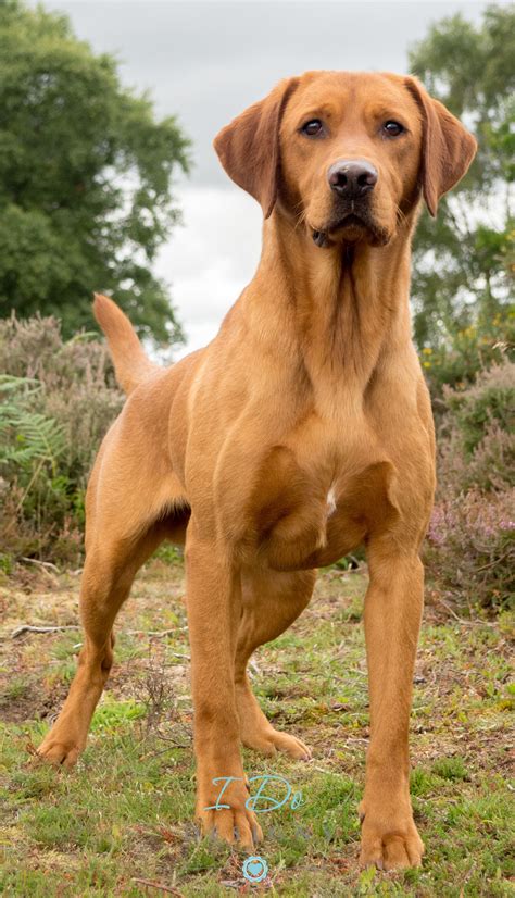  Fully-grown Fox Red Labrador Retrievers usually stand inches tall and weigh pounds