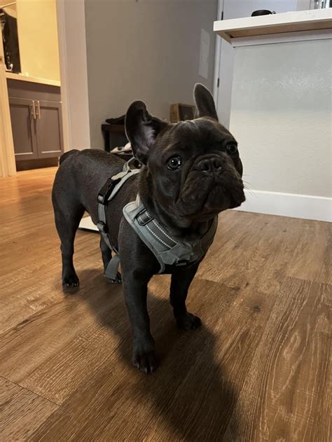  Fully-grown Frenchies usually stand inches tall and weigh pounds